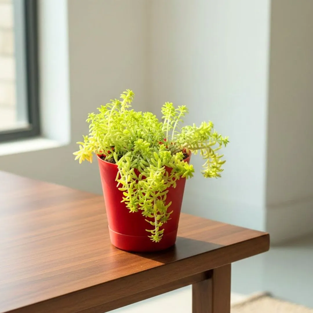 Sedum Golden in 4 Inch Red Florence Self Watering Pot