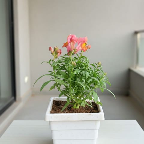 Antirrhinum Majus / Dog Flower (any colour) in 4 Inch White Marble Premium Orchid Square Plastic Pot