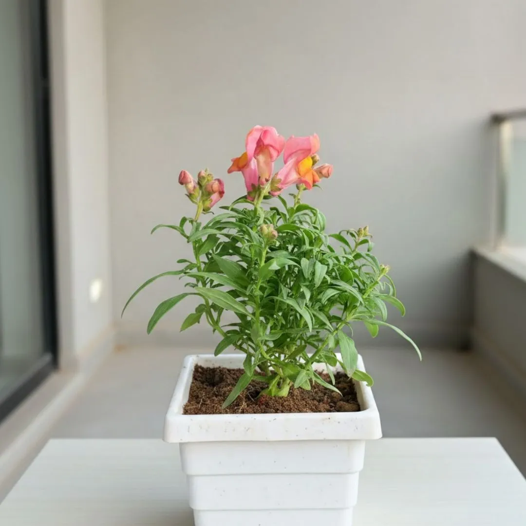 Antirrhinum Majus / Dog Flower (any colour) in 4 Inch White Marble Premium Orchid Square Plastic Pot