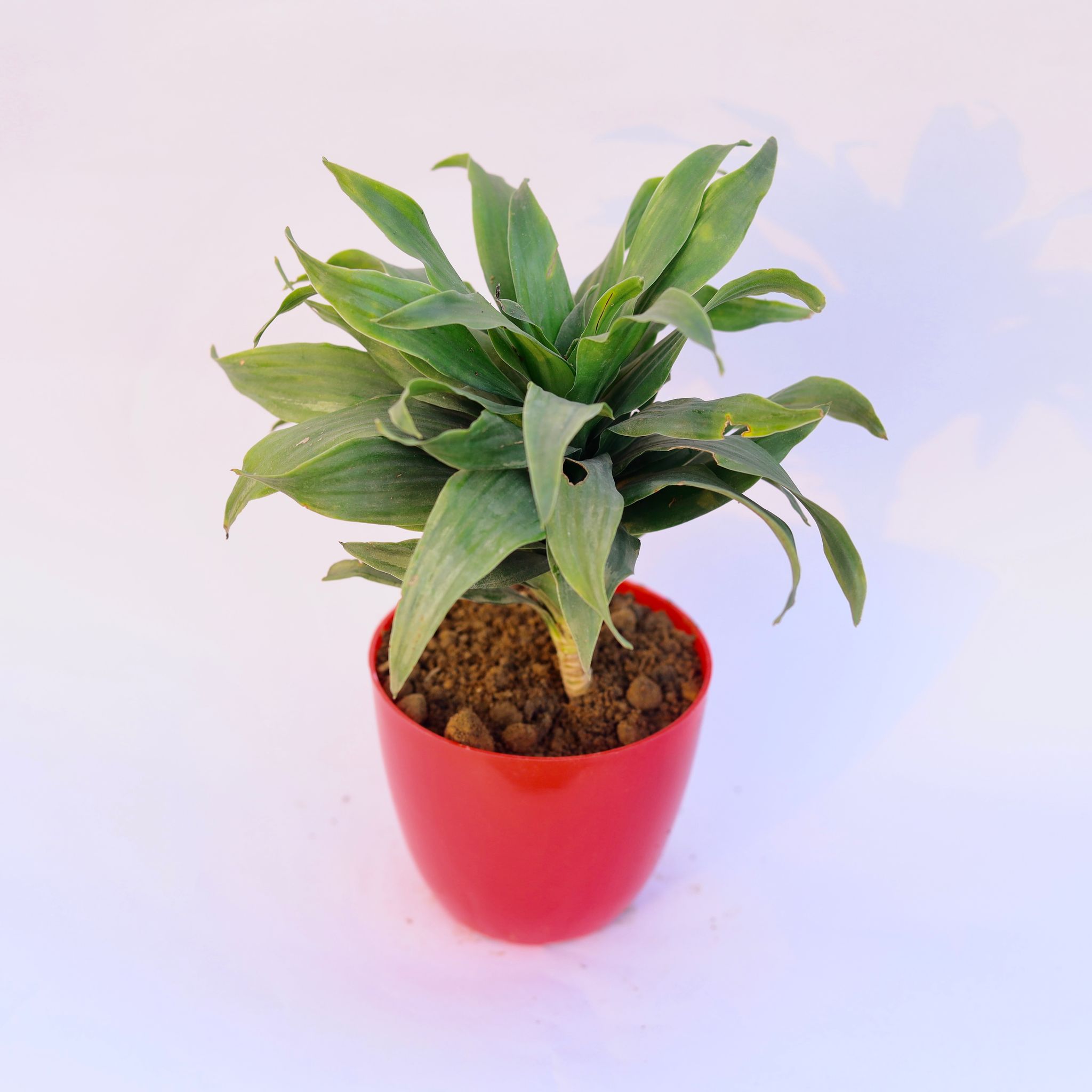 Dracaena Compacta in 4 Inch Red Premium Orchid Round Plastic Pot