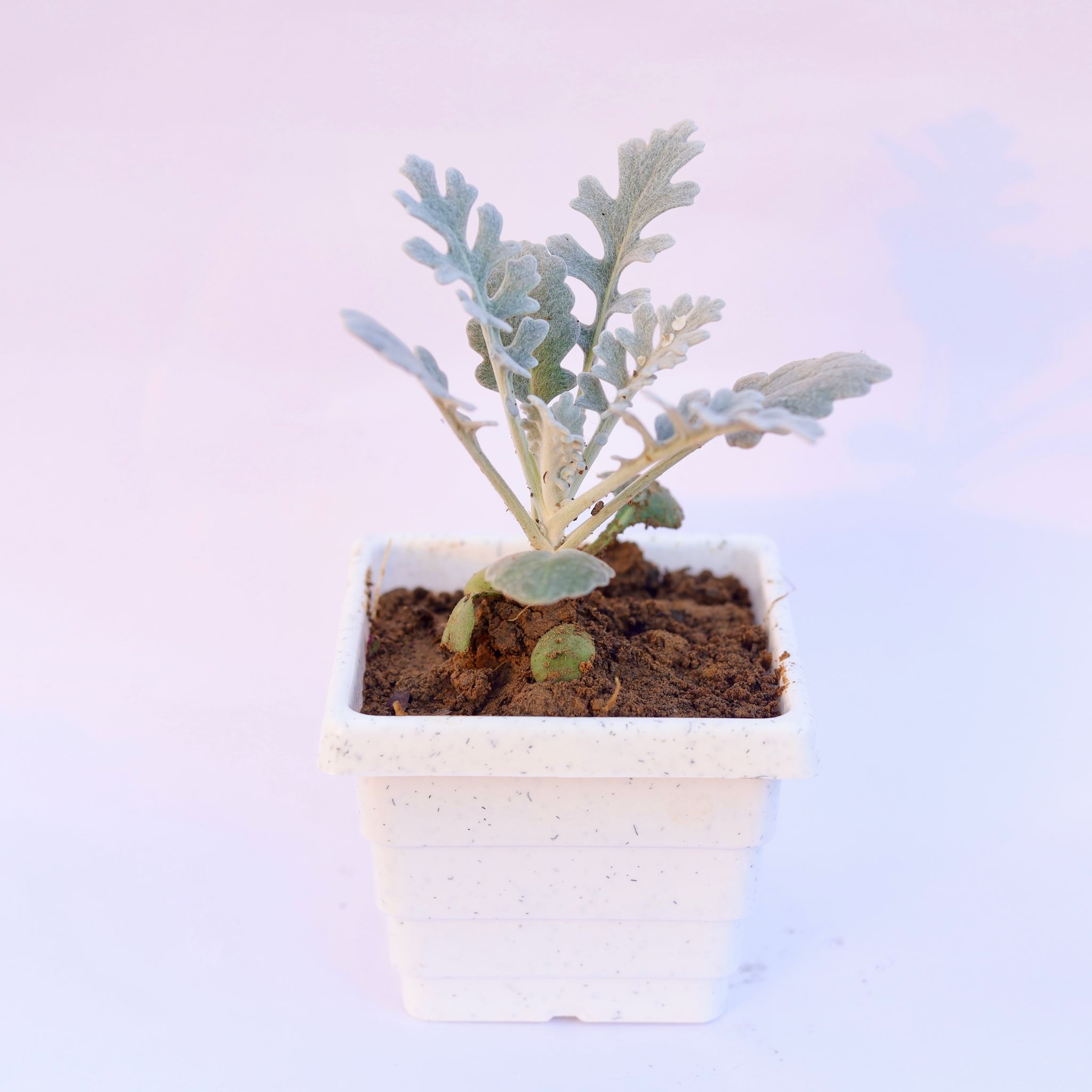 Silver Dust in 4 Inch White Marble Premium Orchid Square Plastic Pot