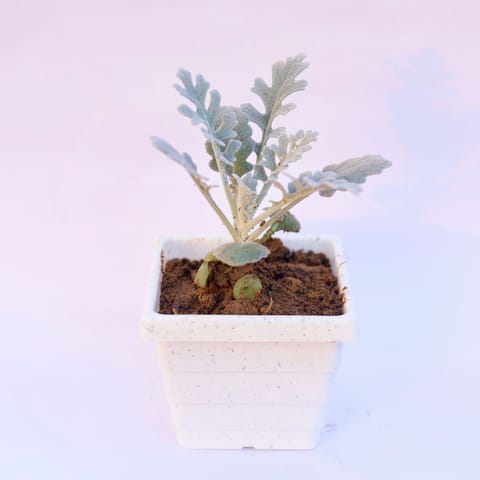 Silver Dust in 4 Inch White Marble Premium Orchid Square Plastic Pot