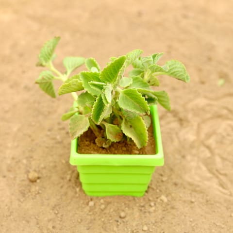 Ajwain in 4 Inch Green Premium Orchid Square Plastic Pot