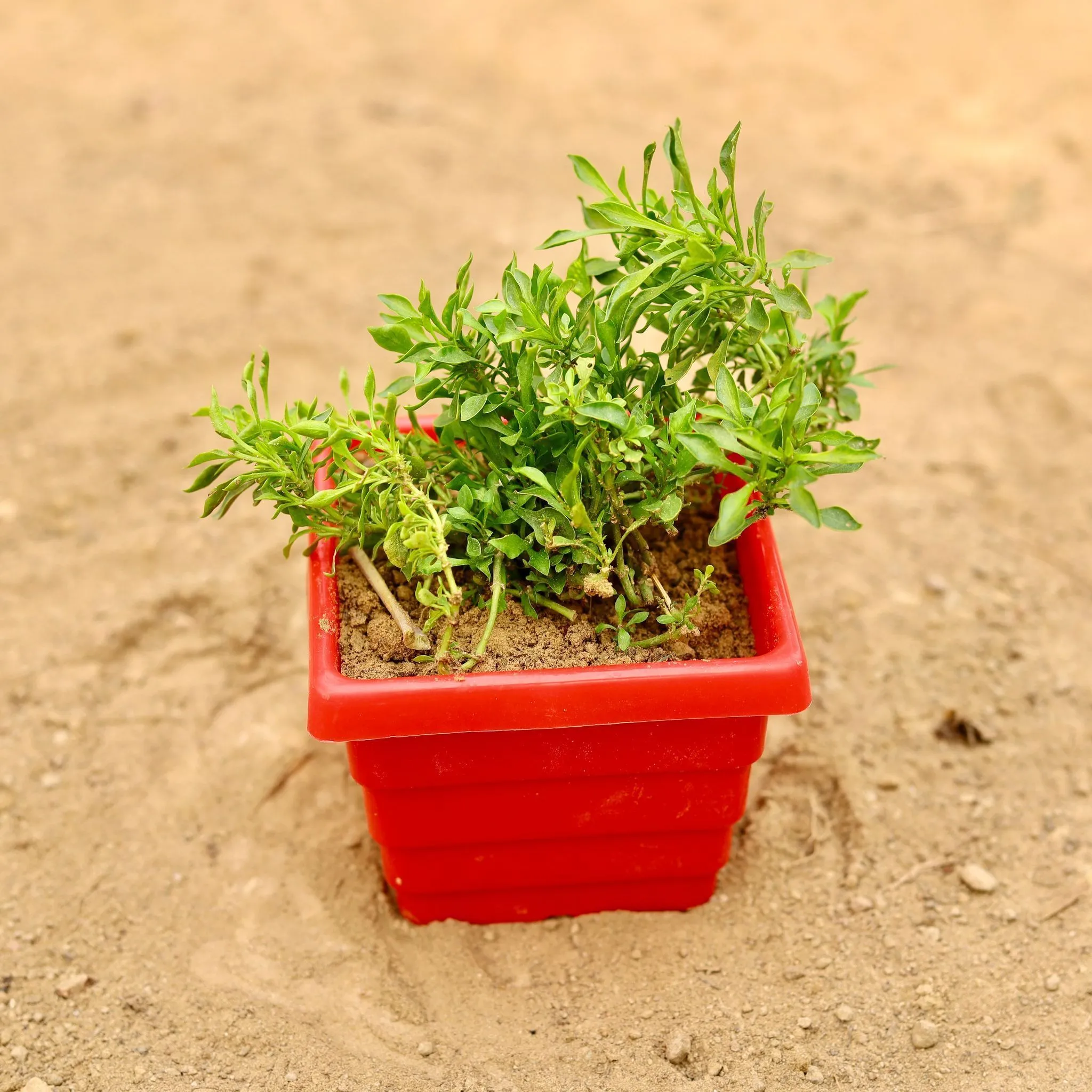 Alternanthera Green in 4 Inch Red Premium Orchid Square Plastic Pot