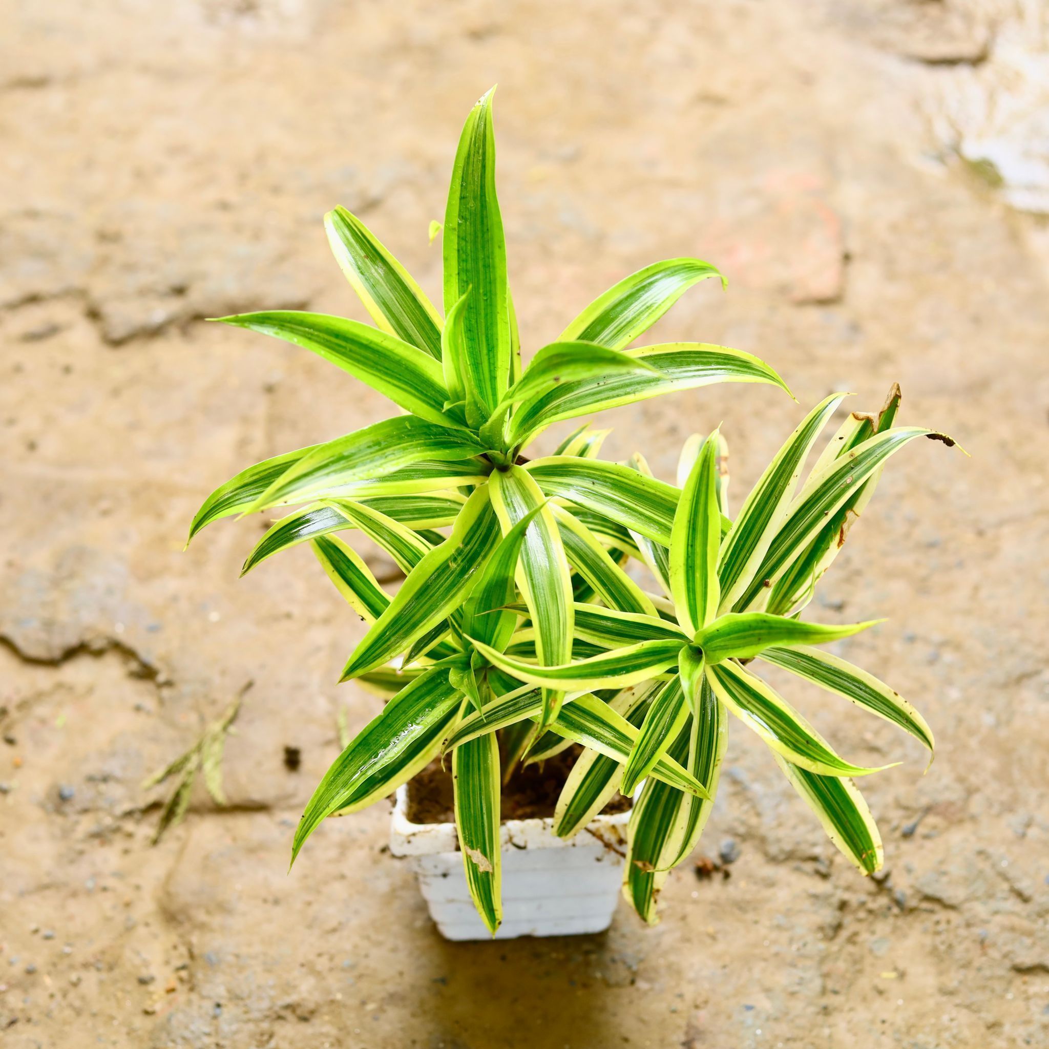Song of India in 4 Inch White Marble Premium Orchid Square Plastic Pot