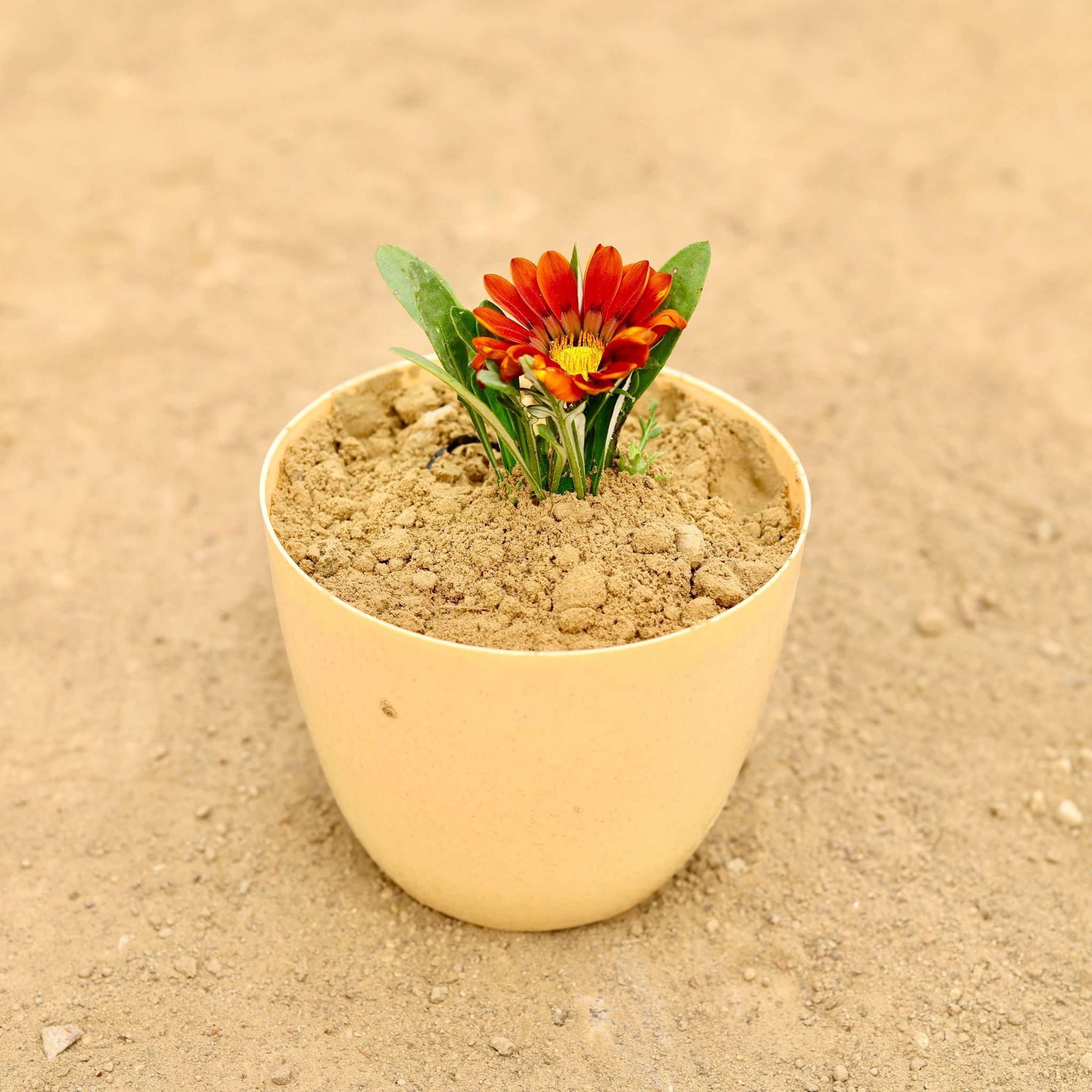 Gazania (Any Colour) in 6 Inch Beige Marble Premium Orchid Round Plastic Pot