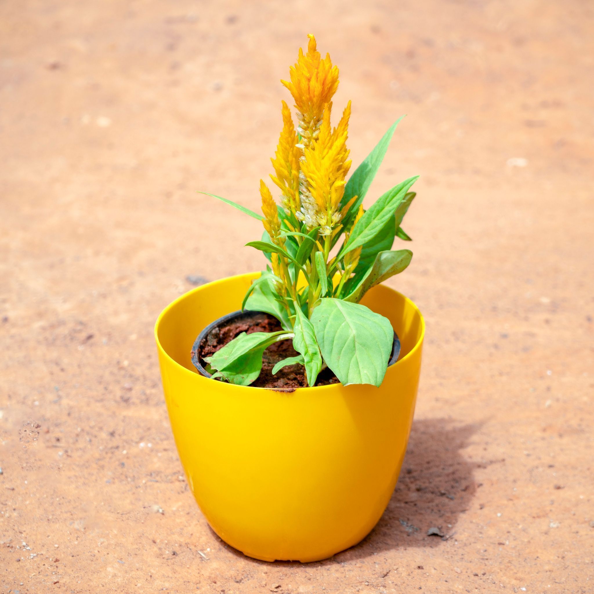 Celosia / Cockscomb (Any Colour) in 4 Inch Yellow Premium Orchid Round Plastic Pot