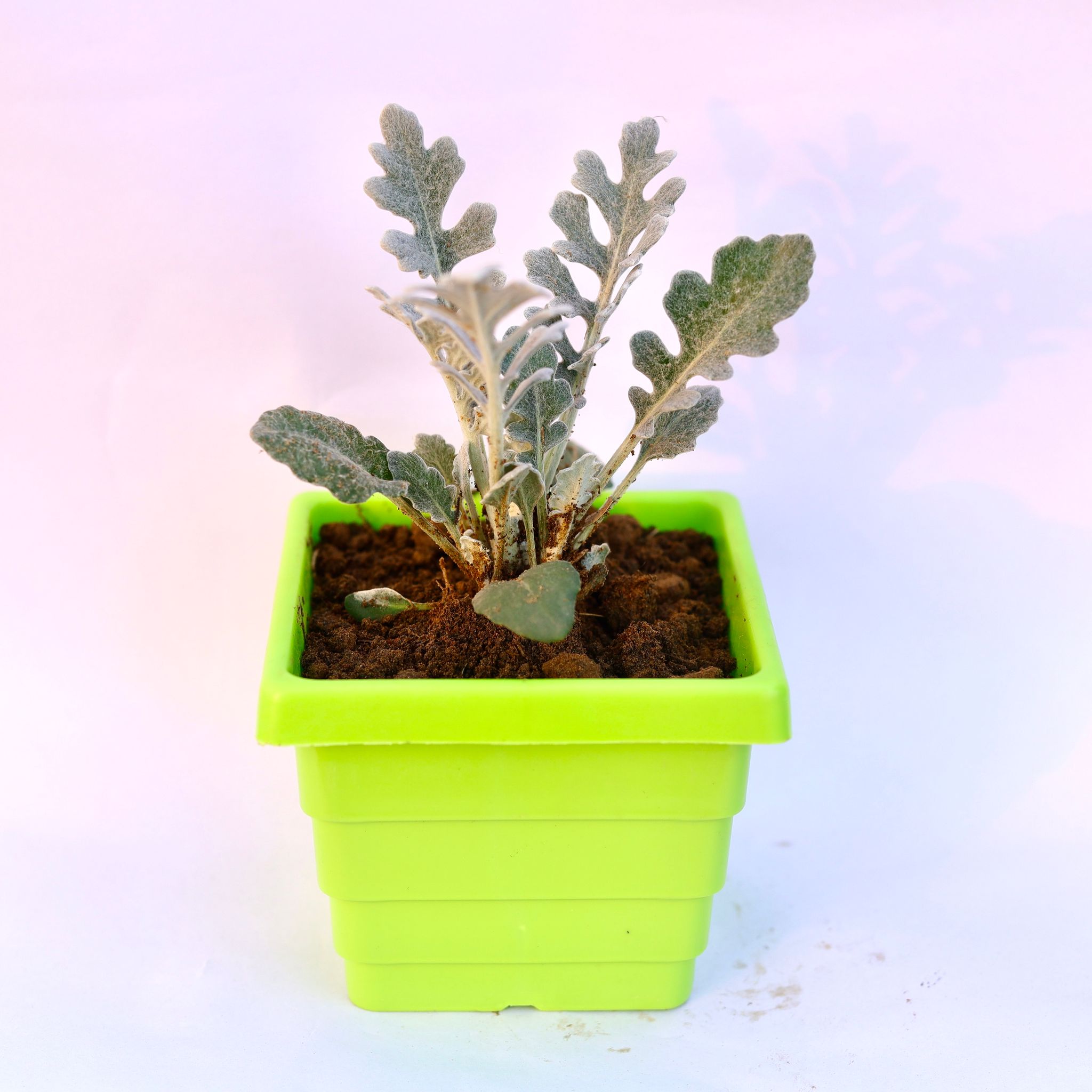 Silver Dust in 4 Inch Green Premium Orchid Square Plastic Pot