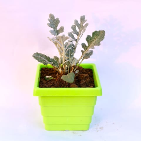 Silver Dust in 4 Inch Green Premium Orchid Square Plastic Pot