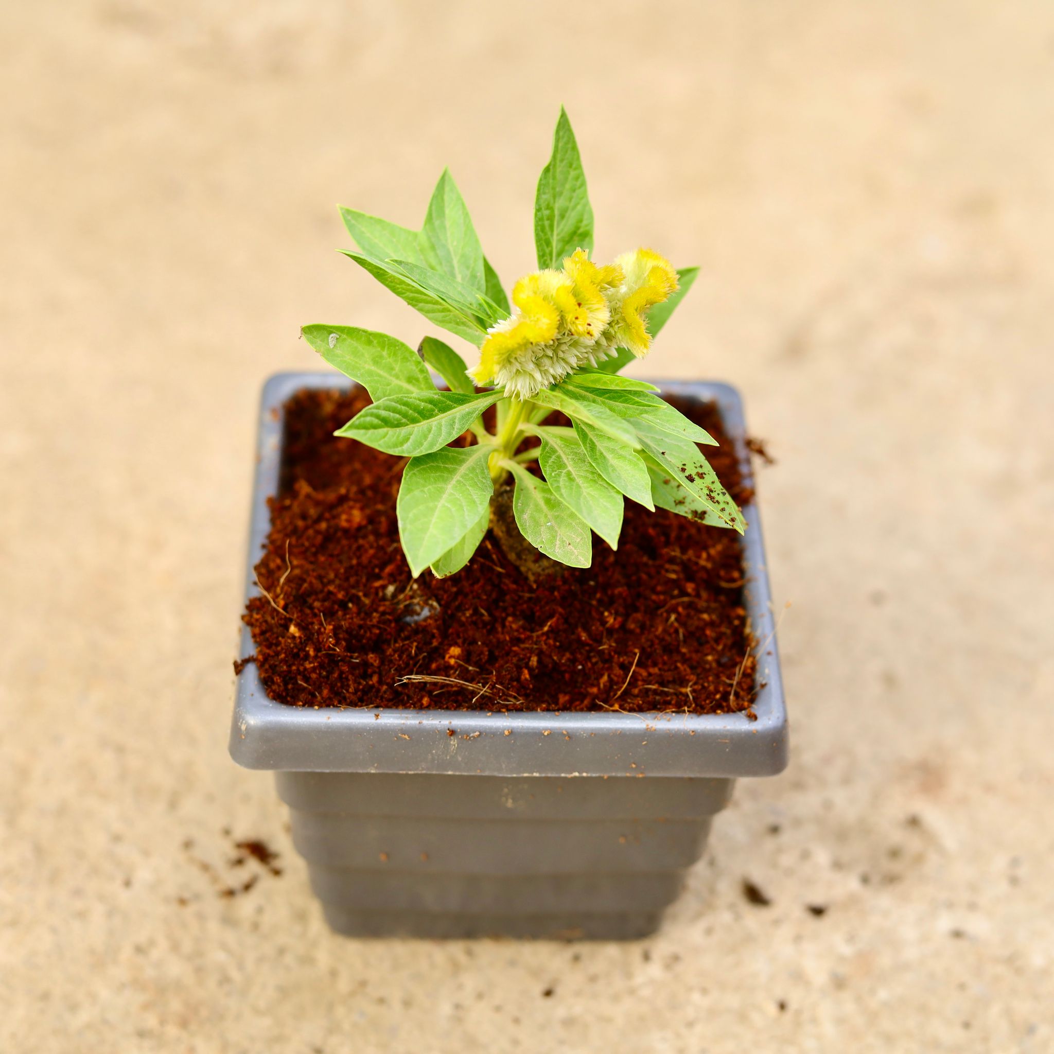 Celosia (any colour) in 4 Inch Grey Premium Orchid Square Plastic Pot