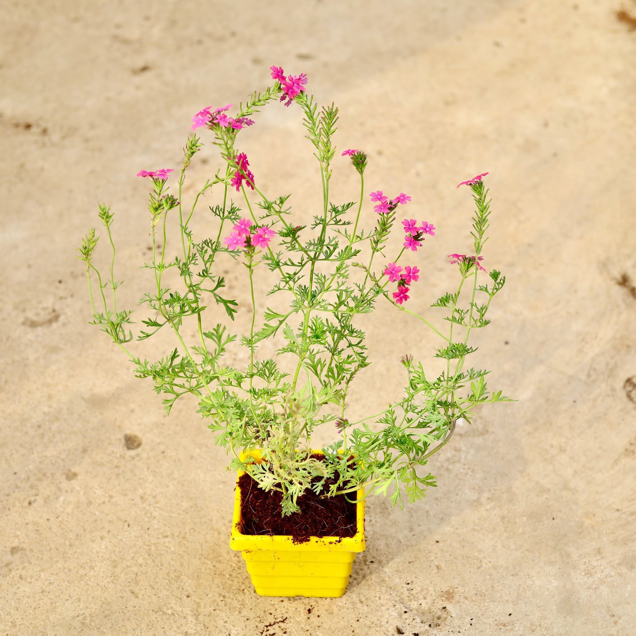 Verbena Pink in 4 Inch Yellow Premium Orchid Square Plastic Pot