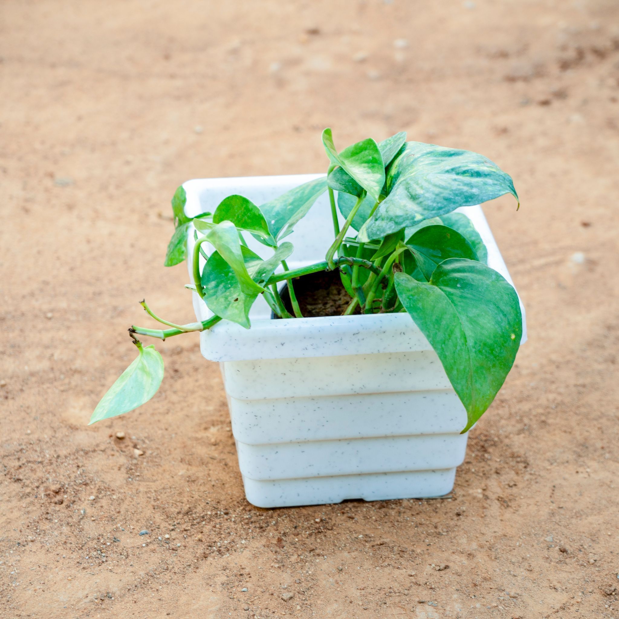 Money Plant Green in 6 Inch White Marble Premium Orchid Square Plastic Pot