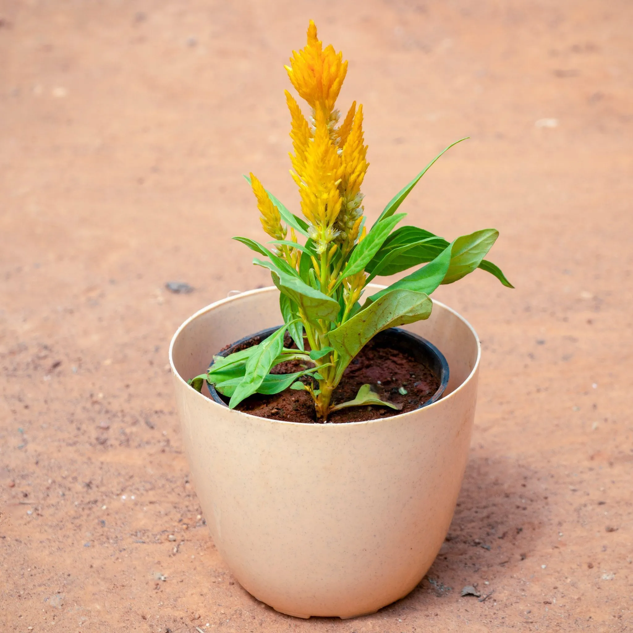 Celosia / Cockscomb (Any Colour) in 4 Inch Beige Marble Premium Orchid Round Plastic Pot