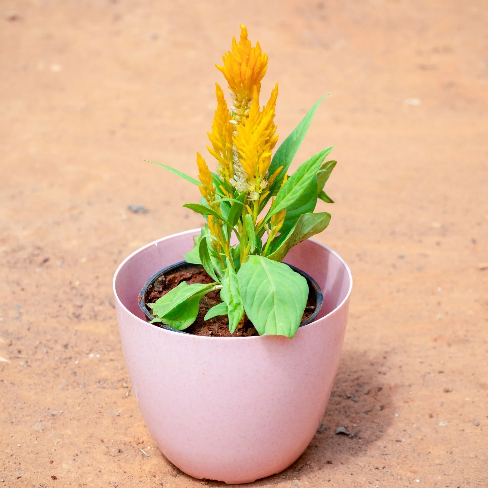 Celosia / Cockscomb (Any Colour) in 4 Inch Pink Marble Premium Orchid Round Plastic Pot