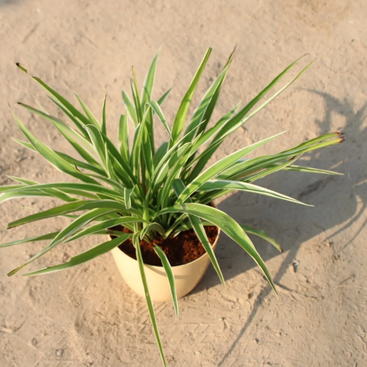 Spider Big Bushy in 6 Inch Beige Marble Premium Orchid Round Plastic Pot