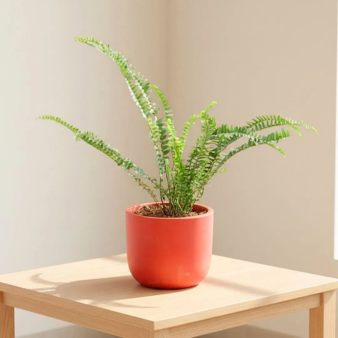 Fern Green in 4 inch Aaroh Maati Pot - Modern Curved Handcrafted Appeal
