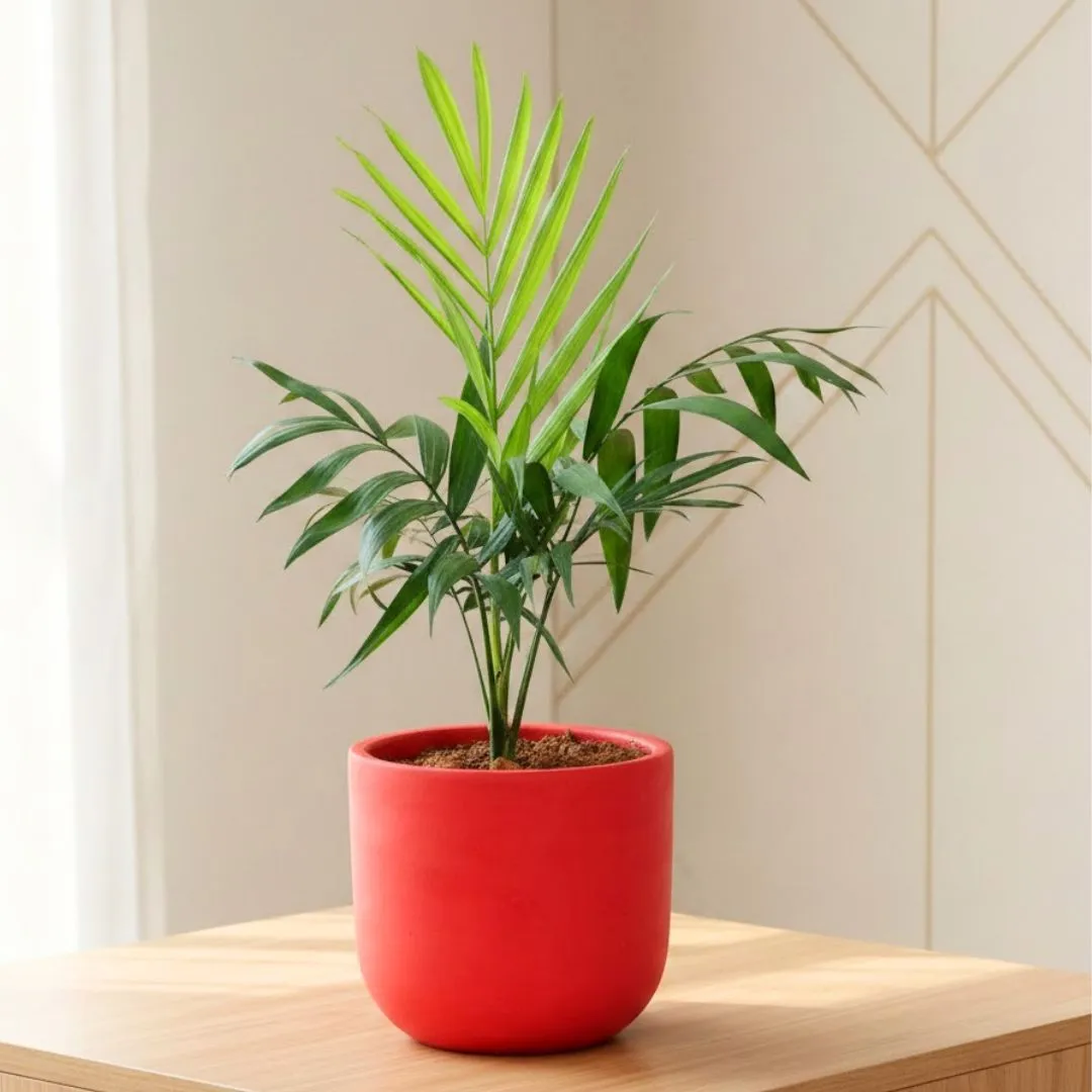 Chamaedorea Palm in 4 inch Aaroh Maati Pot - Modern Curved Handcrafted Appeal