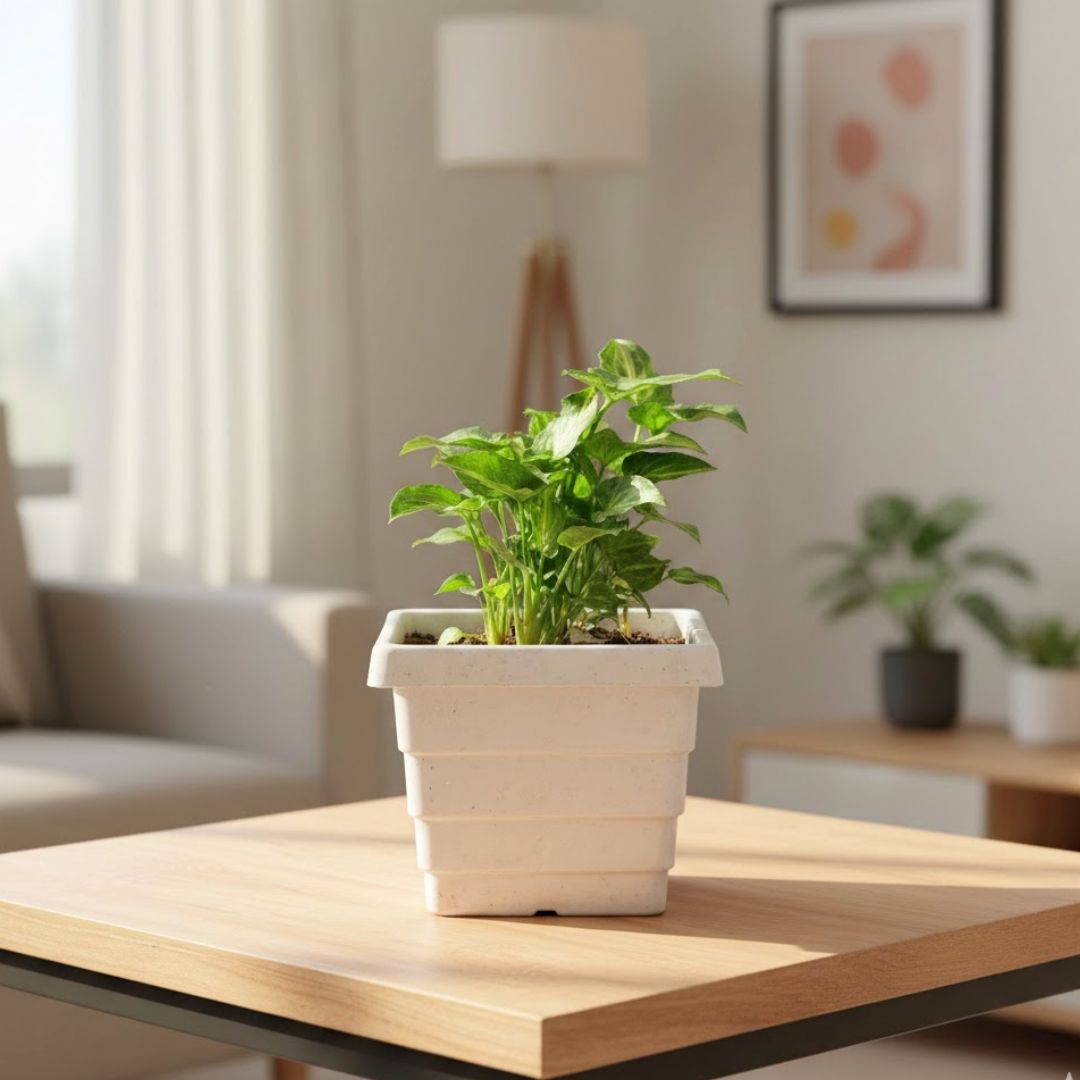 Syngonium Butterfly in 4 Inch White Marble Premium Orchid Square Plastic Pot