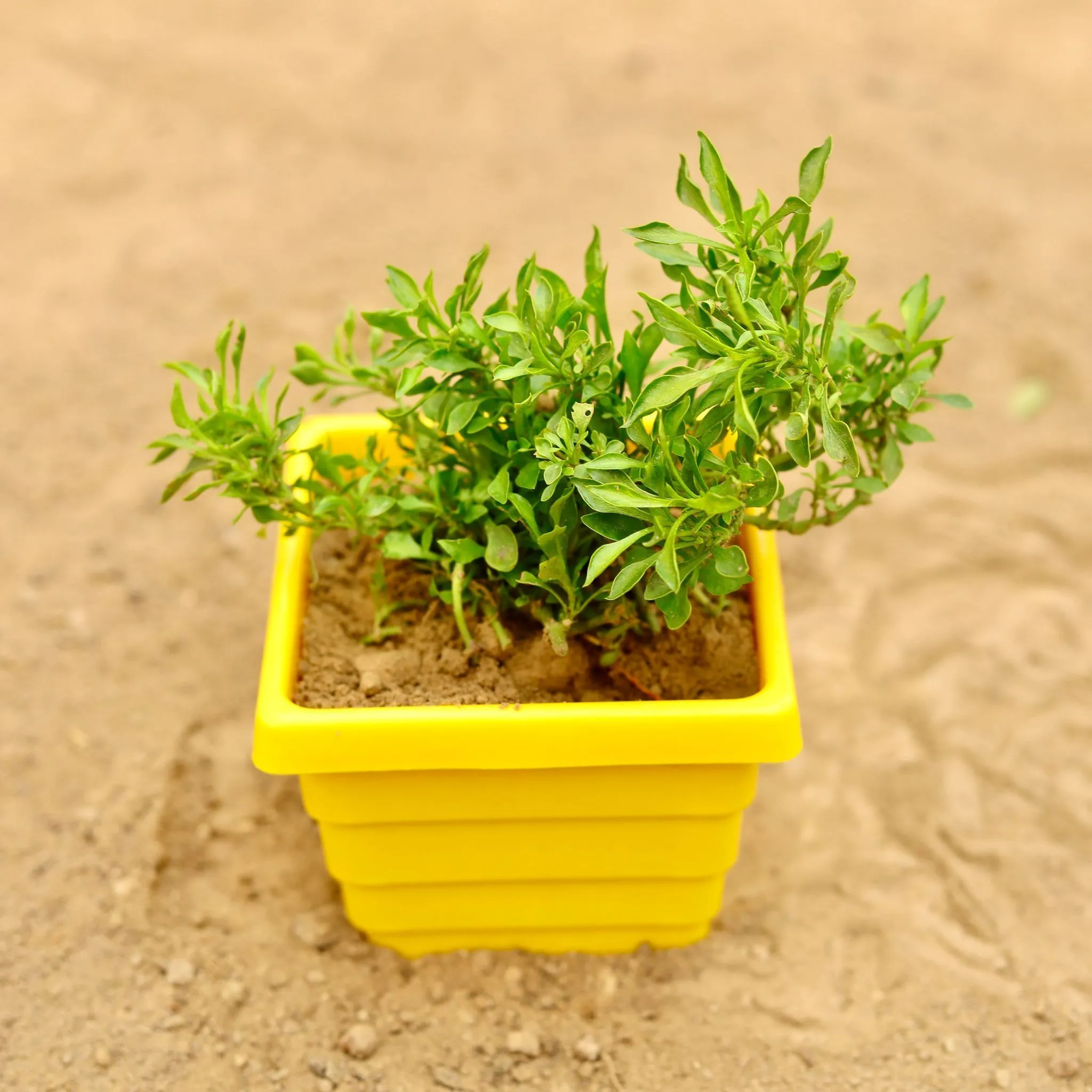 Alternanthera Green in 4 Inch Yellow Premium Orchid Square Plastic Pot