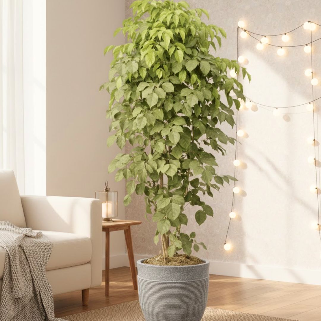 China Doll / Radermachera (~ 3.5 Ft) in 12 Inch Grey Premium Orbis Fiberglass Planter