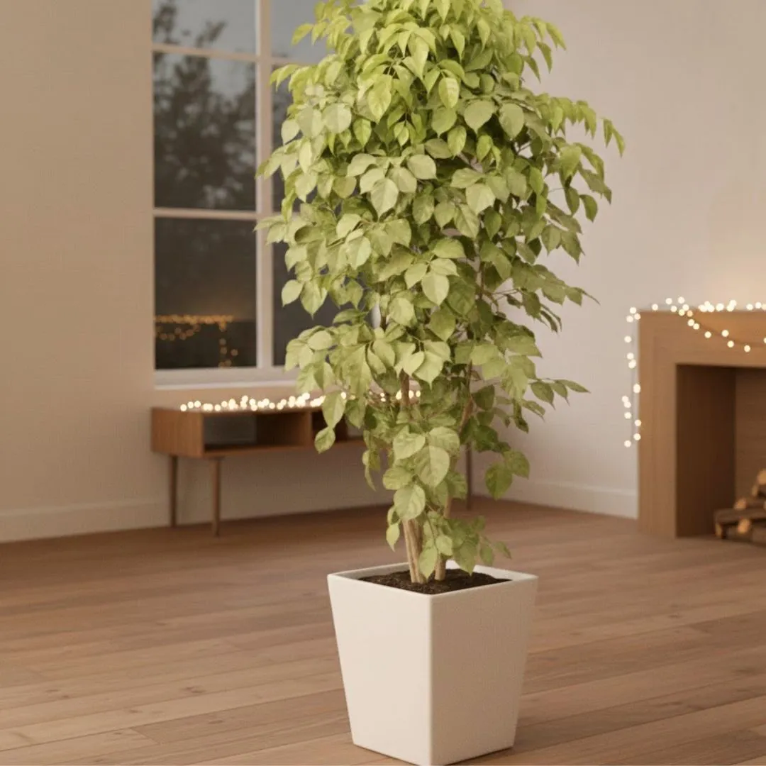 China Doll / Radermachera (~ 3.5 Ft) in 12 Inch White Premium Blaze Fiberglass Planter