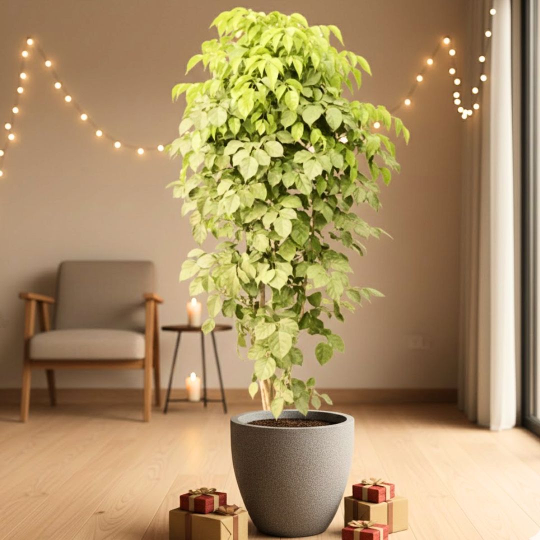 China Doll / Radermachera  (~ 3.5 Ft) in 12 Inch Grey Premium Convessa Fiberglass Planter