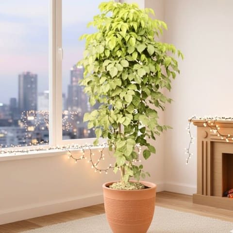 China Doll / Radermachera (~ 3.5 Ft) in 12 Inch Beige Sandstone Premium Orbis Fiberglass Planter