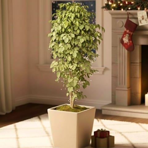 China Doll / Radermachera (~ 3.5 Ft) in 12 Inch Live Plant Beige Premium Blaze Fiberglass Planter