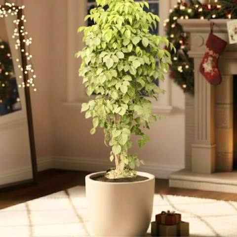 China Doll / Radermachera (~ 3.5 Ft) in 12 Inch Beige Sandstone Premium Convessa Fiberglass Planter