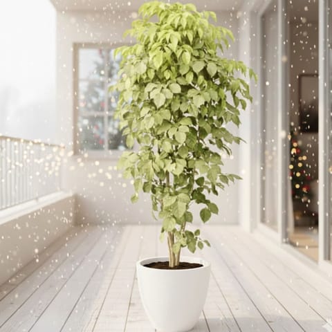 China Doll / Radermachera (~ 3.5 Ft) in 12 Inch White Premium Convessa Fiberglass Planter