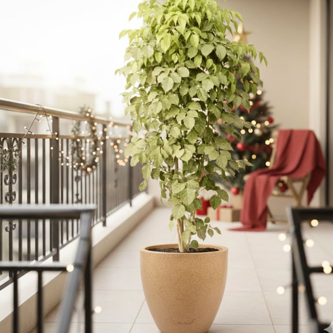 China Doll / Radermachera (~ 3.5 Ft) in 12 Inch Beige Premium Convessa Fiberglass Planter