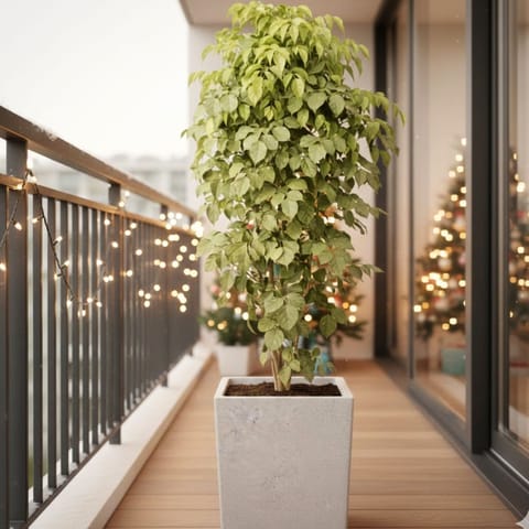 China Doll / Radermachera (~ 3.5 Ft) in 12 Inch White Sandstone Premium Kyvos Fiberglass Planter