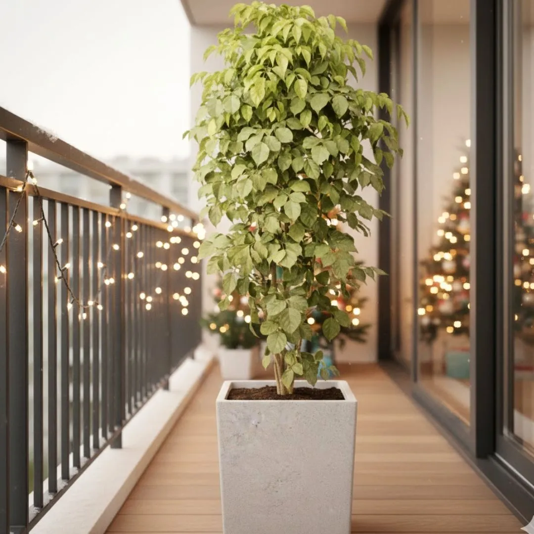 China Doll / Radermachera (~ 3.5 Ft) in 12 Inch White Sandstone Premium Kyvos Fiberglass Planter