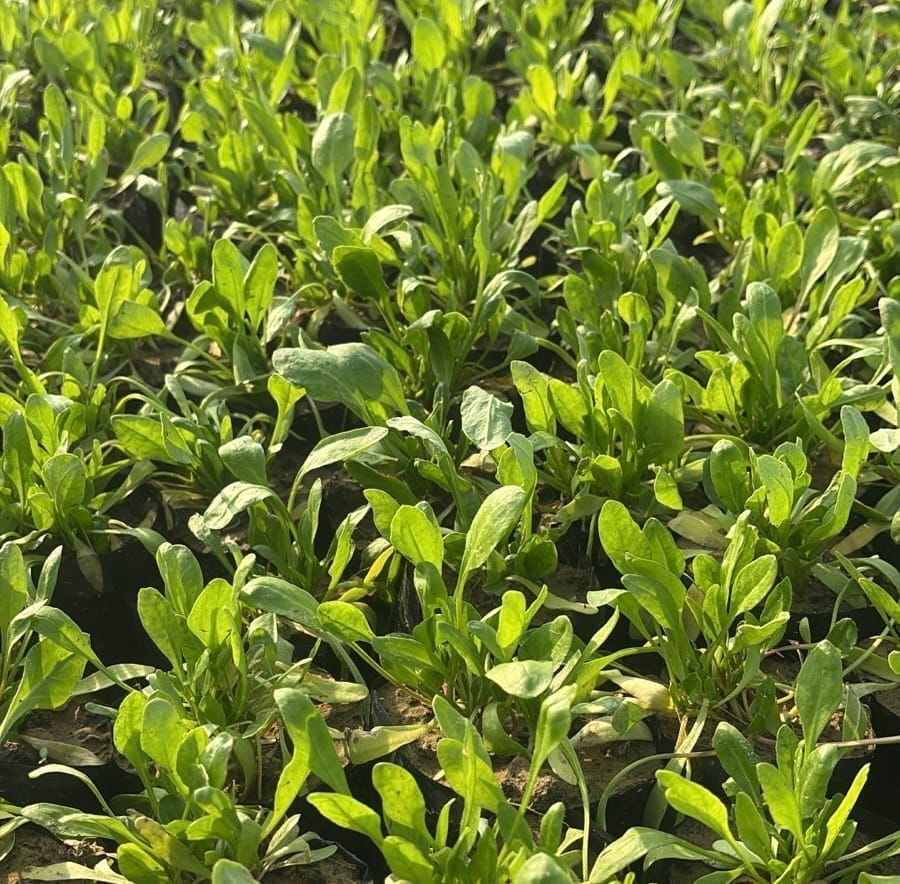 Set of 3 - Palak Spinach Plant in 4 Inch Nursery Bag