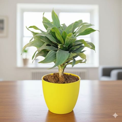 Dracaena Compacta in 4 Inch Yellow Premium Orchid Round Plastic Pot