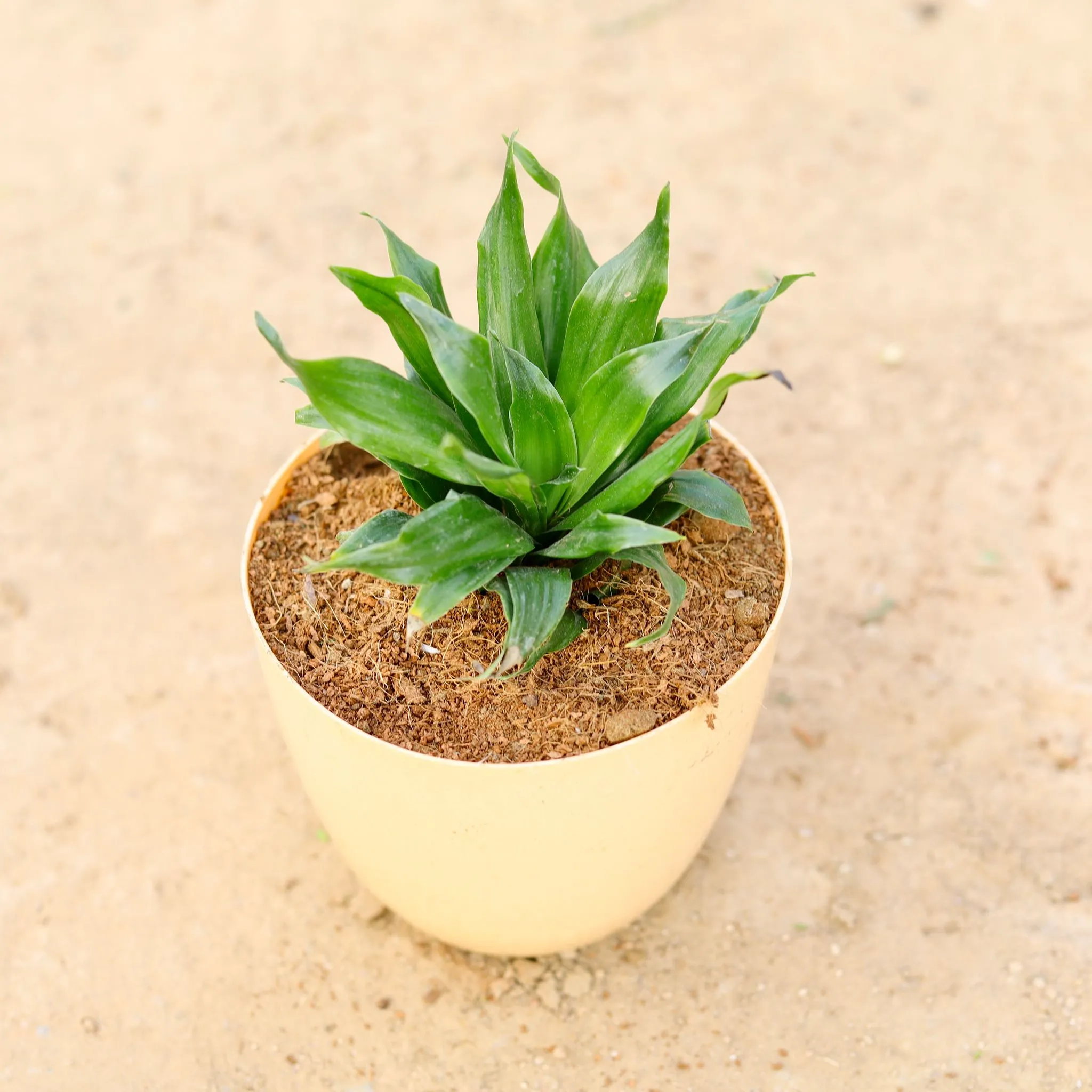 Dracaena Compacta in 6 Inch Beige Marble Premium Orchid Round Plastic Pot