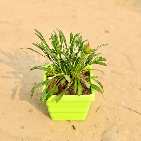 Gazania (Any Colour) in 4 Inch Green Premium Orchid Square Plastic Pot