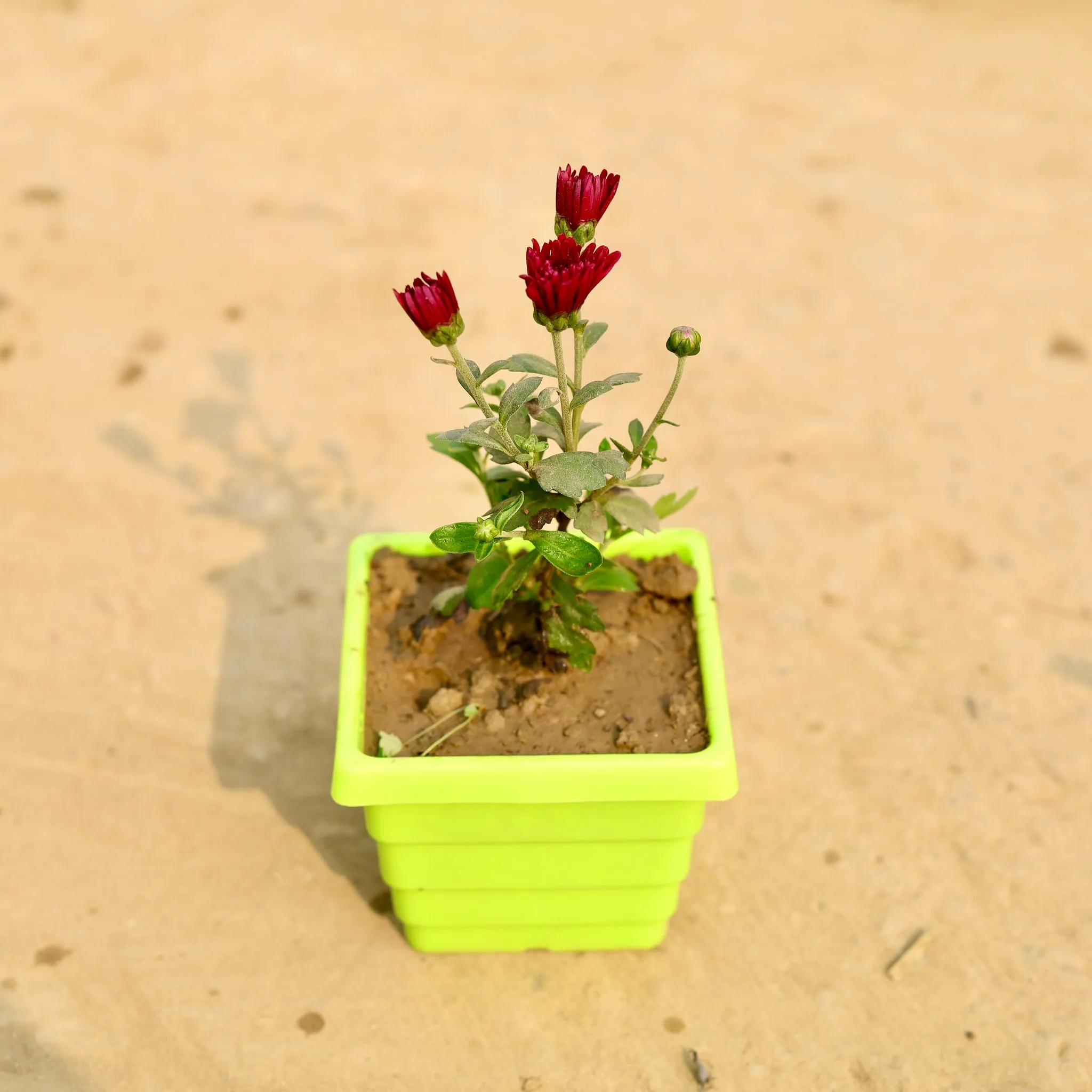 Chrysanthemum / Guldawari / Guldaudi (Any Colour) in 4 Inch Green Premium Orchid Square Plastic Pot