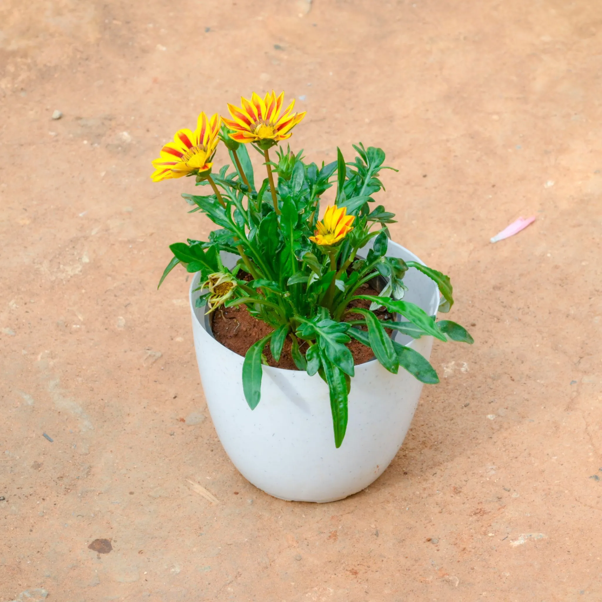 Gazania (Any Colour) in 6 Inch White Premium Orchid Round Plastic Pot