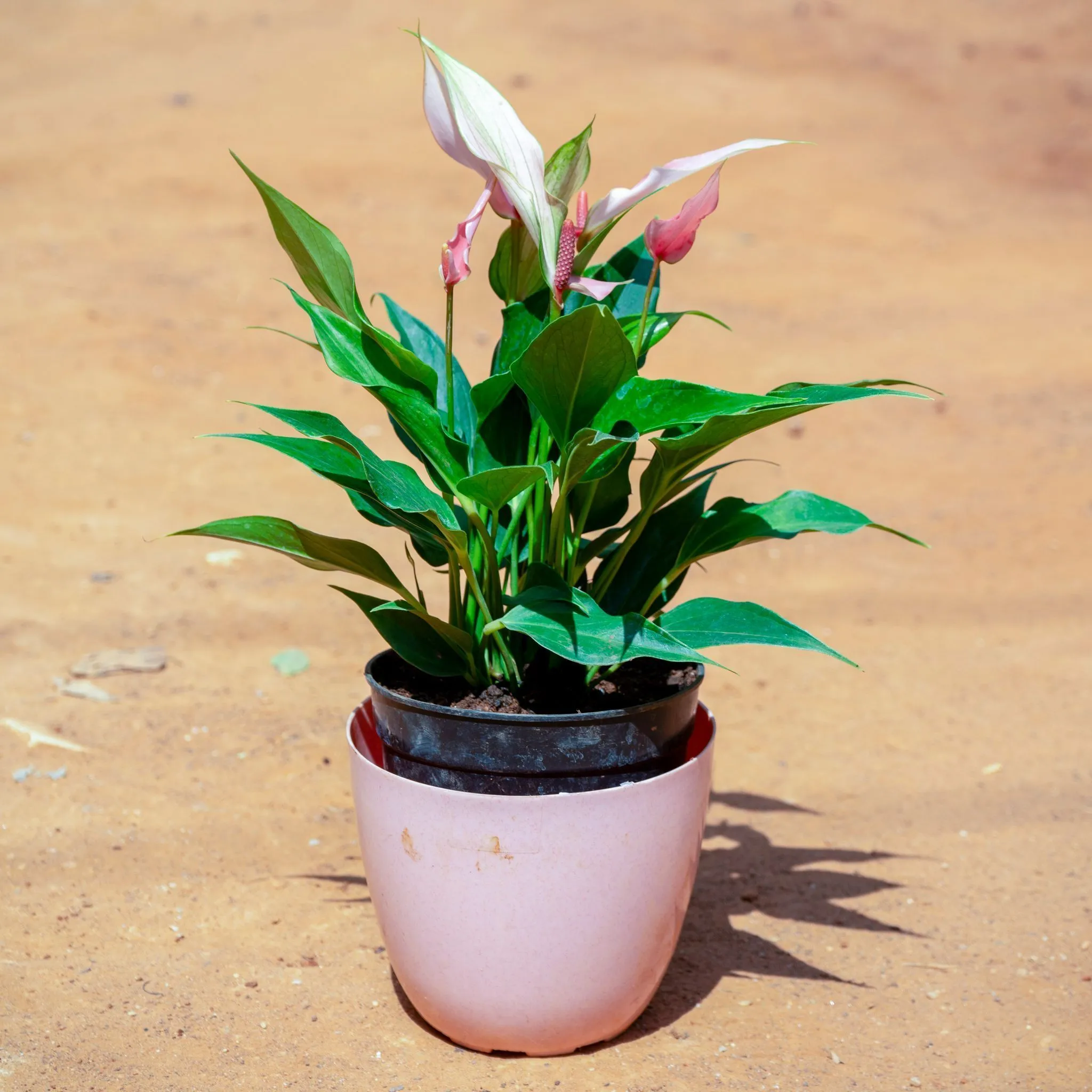 Anthurium in 6 Inch Pink Marble Premium Orchid Round Plastic Pot