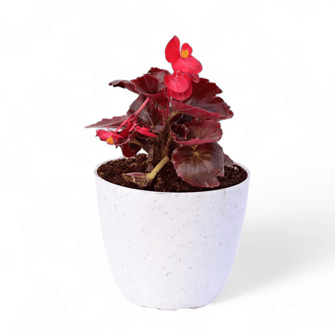 Begonia (any colour) in 4 Inch White Premium Orchid Round Plastic Pot