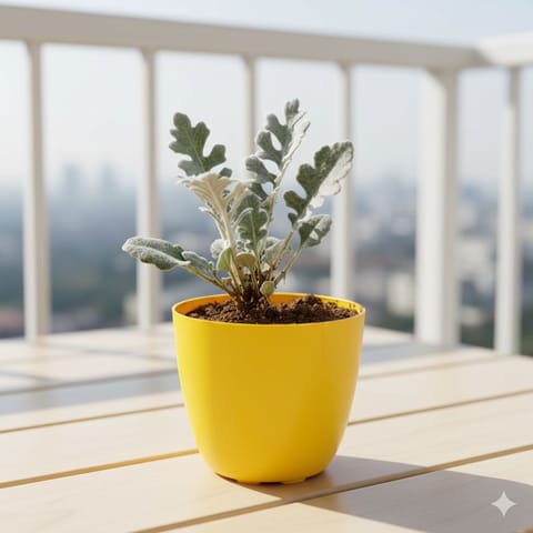 Silver Dust in 4 Inch Yellow Premium Orchid Round Plastic Pot