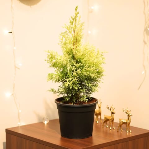 Cypress Golden (~ 2 Ft) in 8 Inch Nursery Pot