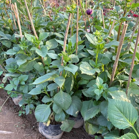 Dahlia Large Flower (~1 FT) (any colour) in 4 Inch Nursery Bag