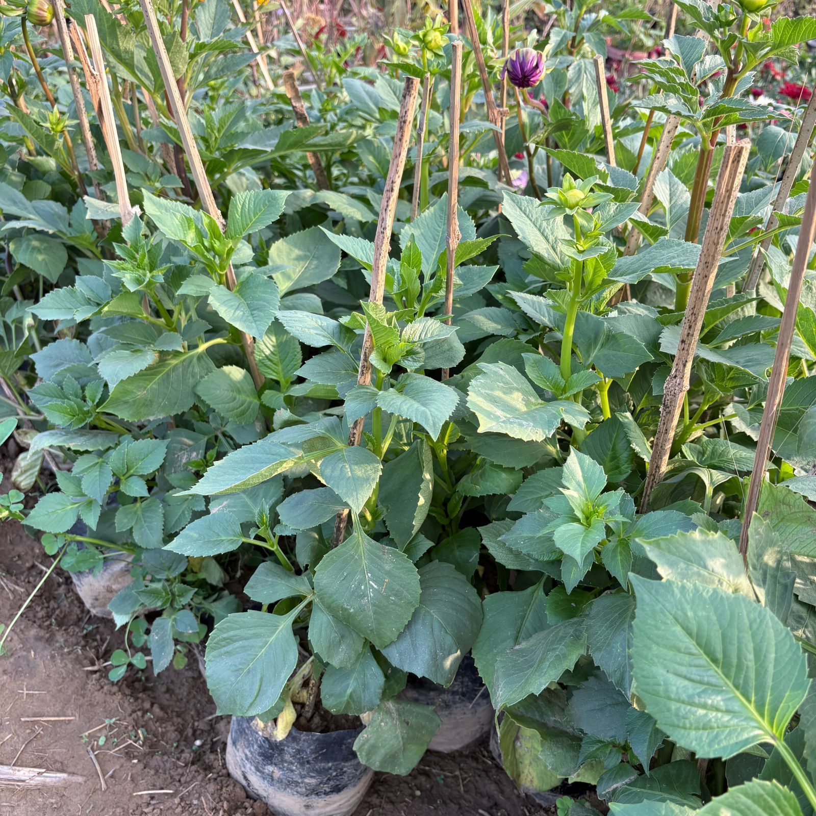 Dahlia Large Flower (~1 FT) (any colour) in 4 Inch Nursery Bag