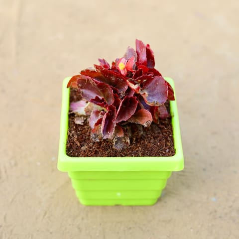 Begonia (any colour) in 4 Inch Green Premium Orchid Square Plastic Pot