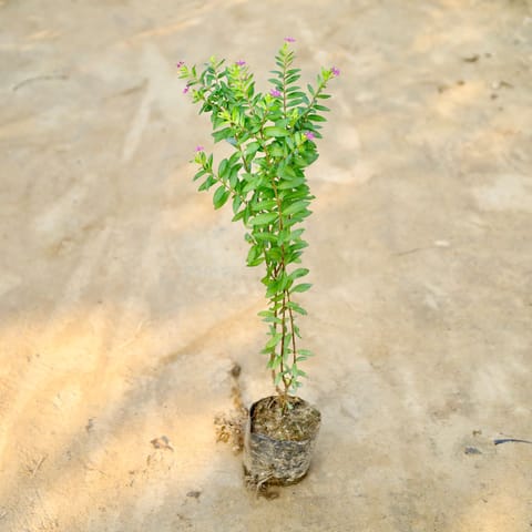 Cuphea / False Heather (Any Colour) in 4 Inch Nursery Bag