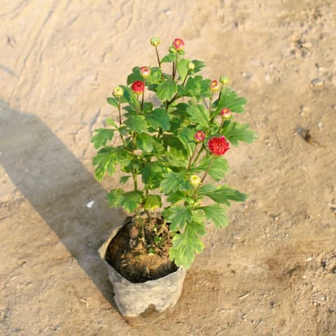 Chrysanthemum / Guldawari (Any Colour) in 4 Inch Nursery Bag