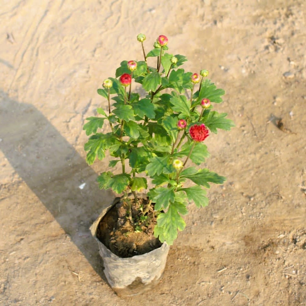 Chrysanthemum / Guldawari (Any Colour) in 4 Inch Nursery Bag