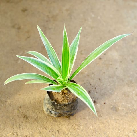 Air Purifier Spider in 4 Inch Nursery Bag